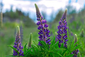 Purple Arroyo Lupine Flower Seeds for Planting – Premium Quality, Heirloom & Non-GMO