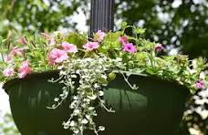 Pink Dichondra Pink Dichondra Repens Flower Seeds for Planting - Heirloom, Non-GMO & High Germination Border Garden Seeds, 100pcsns Flower seeds for Planting - Perfect for Borders, Heirloom & GMO Free Seeds for Home Garden, 100pcs