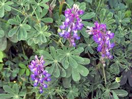 Purple Arroyo Lupine Flower Seeds for Planting – Premium Quality, Heirloom & Non-GMO