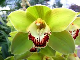 Green Cymbidium Flower Seeds for Planting – Bright Blooms, Heirloom & Non-GMO