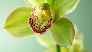 Green Cymbidium Flower Seeds for Planting – Bright Blooms, Heirloom & Non-GMO