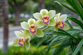 Green Cymbidium Flower Seeds for Planting – Bright Blooms, Heirloom & Non-GMO