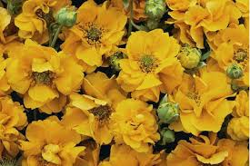 Yellow Avens Sunrise Flower Seeds for Planting – Vibrant Colors, Heirloom &amp; Non-GMO