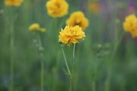Yellow Avens Sunrise Flower Seeds for Planting – Vibrant Colors, Heirloom &amp; Non-GMO