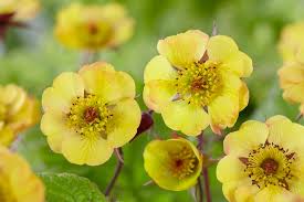Yellow Avens Sunrise Flower Seeds for Planting – Vibrant Colors, Heirloom &amp; Non-GMO