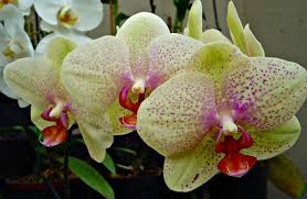 Yellow Phalaenopsis Flower Seeds for Planting – Garden Favorite, Heirloom & Non-GMO