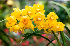 Yellow Phalaenopsis Flower Seeds for Planting – Garden Favorite, Heirloom & Non-GMO