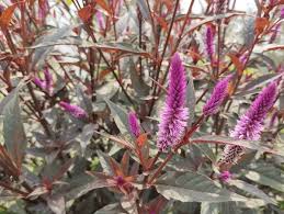 Purple Celosia Spicata Flower Seeds for Planting – Easy to Grow, Heirloom, Non-GMO, High Germination