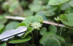 Pink Dichondra Pink Dichondra Repens Flower Seeds for Planting - Heirloom, Non-GMO & High Germination Border Garden Seeds, 100pcsns Flower seeds for Planting - Perfect for Borders, Heirloom & GMO Free Seeds for Home Garden, 100pcs