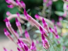 Purple Celosia Spicata Flower Seeds for Planting – Easy to Grow, Heirloom, Non-GMO, High Germination