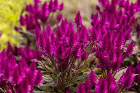 Purple Celosia Spicata Flower Seeds for Planting – Easy to Grow, Heirloom, Non-GMO, High Germination
