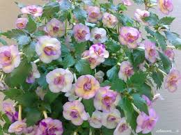 Achimenes Limoncello Flower Seeds for Planting – Hardy Variety, Heirloom, Non-GMO, High Germination