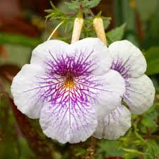 Achimenes Limoncello Flower Seeds for Planting – Hardy Variety, Heirloom, Non-GMO, High Germination