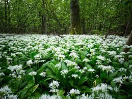 Ramsons Flower Seeds for Planting – Perfect for Borders, Heirloom, Non-GMO, High Germination