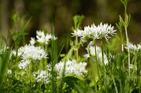 Ramsons Flower Seeds for Planting – Perfect for Borders, Heirloom, Non-GMO, High Germination