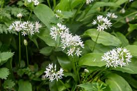 Ramsons Flower Seeds for Planting – Perfect for Borders, Heirloom, Non-GMO, High Germination