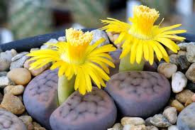 Living Stone Succulent Flower Seeds for Planting – Vibrant Colors, Heirloom, Non-GMO, High Germination