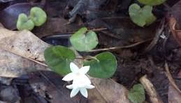 Pink Dichondra Pink Dichondra Repens Flower Seeds for Planting - Heirloom, Non-GMO & High Germination Border Garden Seeds, 100pcsns Flower seeds for Planting - Perfect for Borders, Heirloom & GMO Free Seeds for Home Garden, 100pcs
