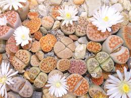 Living Stone Succulent Flower Seeds for Planting – Vibrant Colors, Heirloom, Non-GMO, High Germination