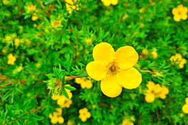 Yellow Cinquefoil Flower Seeds for Planting – Easy to Grow, Heirloom, Non-GMO, High Germination