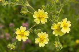 Yellow Cinquefoil Flower Seeds for Planting – Easy to Grow, Heirloom, Non-GMO, High Germination