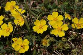 Yellow Cinquefoil Flower Seeds for Planting – Easy to Grow, Heirloom, Non-GMO, High Germination