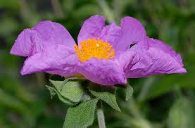 Purple Cistus Flower Seeds for Planting – Hardy Variety, Heirloom, Non-GMO, High Germination