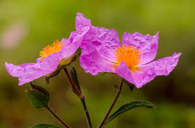 Purple Cistus Flower Seeds for Planting – Hardy Variety, Heirloom, Non-GMO, High Germination