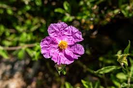 Purple Cistus Flower Seeds for Planting – Hardy Variety, Heirloom, Non-GMO, High Germination