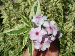 White-Pink Nora Leigh Flower Seeds for Planting – Long Bloom Season, Heirloom, Non-GMO, High Germination