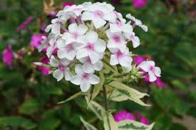 White-Pink Nora Leigh Flower Seeds for Planting – Long Bloom Season, Heirloom, Non-GMO, High Germination