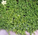 Pink Dichondra Pink Dichondra Repens Flower Seeds for Planting - Heirloom, Non-GMO & High Germination Border Garden Seeds, 100pcsns Flower seeds for Planting - Perfect for Borders, Heirloom & GMO Free Seeds for Home Garden, 100pcs