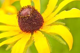 Susan Flower Seeds for Planting – Drought Tolerant, Heirloom, Non-GMO, High Germination