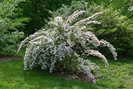 BeautyBush Flower Seeds for Planting – Colorful Display, Heirloom, Non-GMO, High Germination