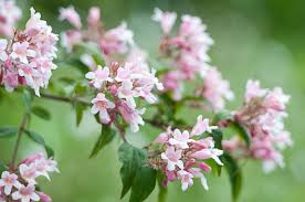 BeautyBush Flower Seeds for Planting – Colorful Display, Heirloom, Non-GMO, High Germination