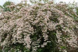 BeautyBush Flower Seeds for Planting – Colorful Display, Heirloom, Non-GMO, High Germination