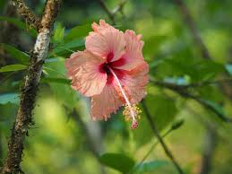 Hibiscus Peach Flower Seeds for Planting – Cottage Garden Essential, Heirloom, Non-GMO, High Germination