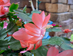 Zygocactus Peach Flower Seeds for Planting – Low Maintenance, Heirloom, Non-GMO, High Germination