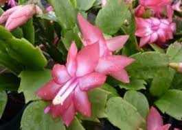 Zygocactus Peach Flower Seeds for Planting – Low Maintenance, Heirloom, Non-GMO, High Germination