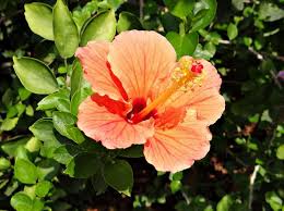 Hibiscus Peach Flower Seeds for Planting – Cottage Garden Essential, Heirloom, Non-GMO, High Germination
