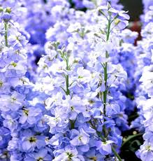 Blue Matthiola Incana Flower Seeds for Planting - Garden Favorite, Heirloom, Non-GMO & High Germination Garden Seeds, 100pcs