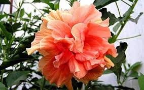 Hibiscus Peach Flower Seeds for Planting – Cottage Garden Essential, Heirloom, Non-GMO, High Germination