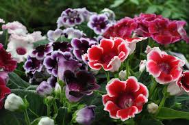 Gloxinia Mixed Flower Seeds for Planting – Cut Flower Favorite, Heirloom, Non-GMO, High Germination