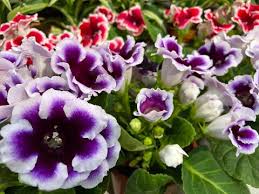 Gloxinia Mixed Flower Seeds for Planting – Cut Flower Favorite, Heirloom, Non-GMO, High Germination
