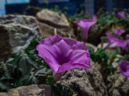 Violet Rigens Flower Seeds for Planting – Wildflower Mix, Heirloom, Non-GMO, High Germination