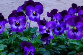 Violet Rigens Flower Seeds for Planting – Wildflower Mix, Heirloom, Non-GMO, High Germination