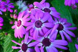 Violet Rigens Flower Seeds for Planting – Wildflower Mix, Heirloom, Non-GMO, High Germination