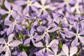 Blue Matthiola Incana Flower Seeds for Planting - Garden Favorite, Heirloom, Non-GMO & High Germination Garden Seeds, 100pcs