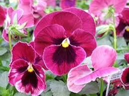 Pansy Rose Plant Seeds for Planting – Heirloom, Non-GMO, Organic Garden Seeds with High Germination for Home & Outdoor Growing