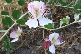 White Caper Bush Flower Seeds for Planting – Shade Tolerant, Heirloom & GMO-Free Seeds for Home Garden